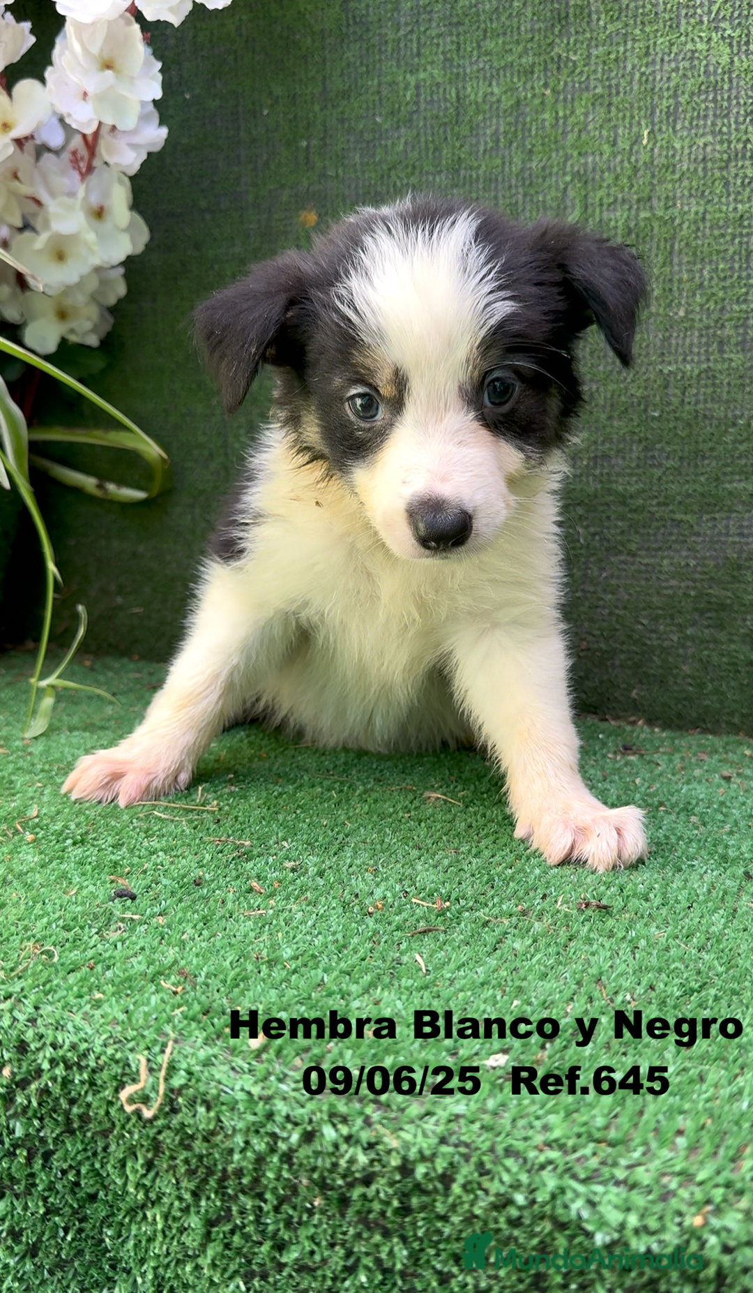 Border Collie perros en venta: BORDER COLLIE DE VILLA BIZNAGA - Imagen 27