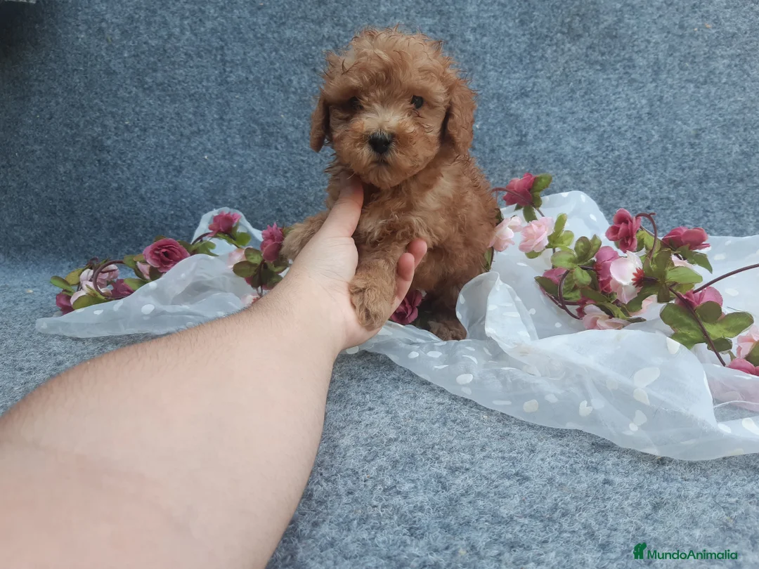 Caniche Enano perros en venta: PRECIOSOS CANICHE  ROJO LINEA TOY - Anuncio 4