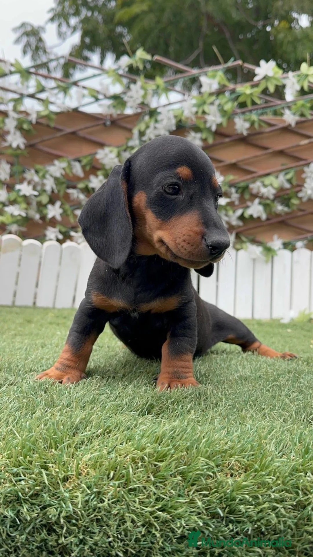 Teckel Miniatura perros en venta: 🐾 TECKEL MINIATURA MACHO NEGRO Y FUEGO - Anuncio 13