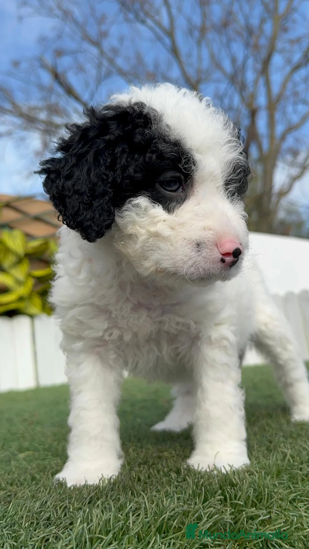 Perro de Agua Español perros en venta: PERRO DE AGUA HEMBRA - Anuncio 8