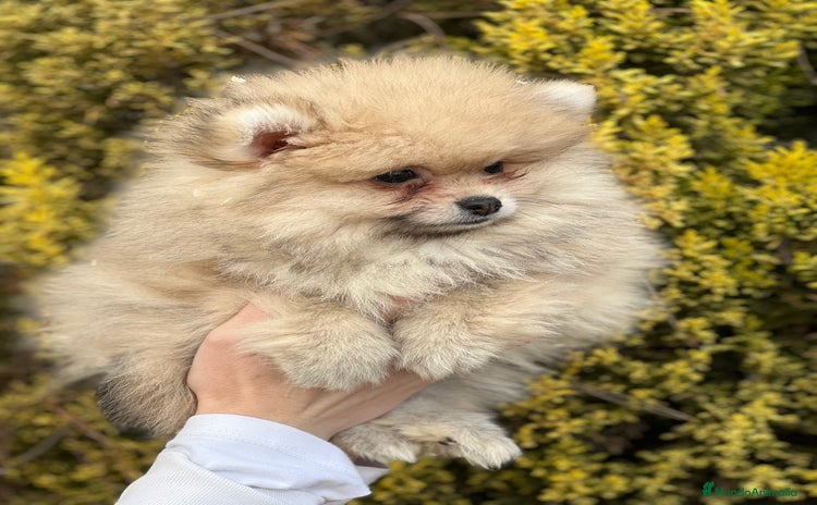 Pomerania perros en Barcelona - Propaganda 8
