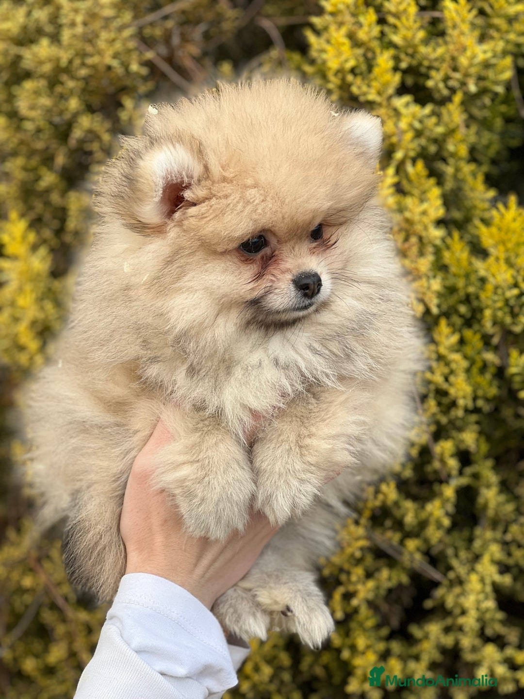 Pomerania perros en venta: Pomerania hembra toy  en Barcelona - Imagen 1