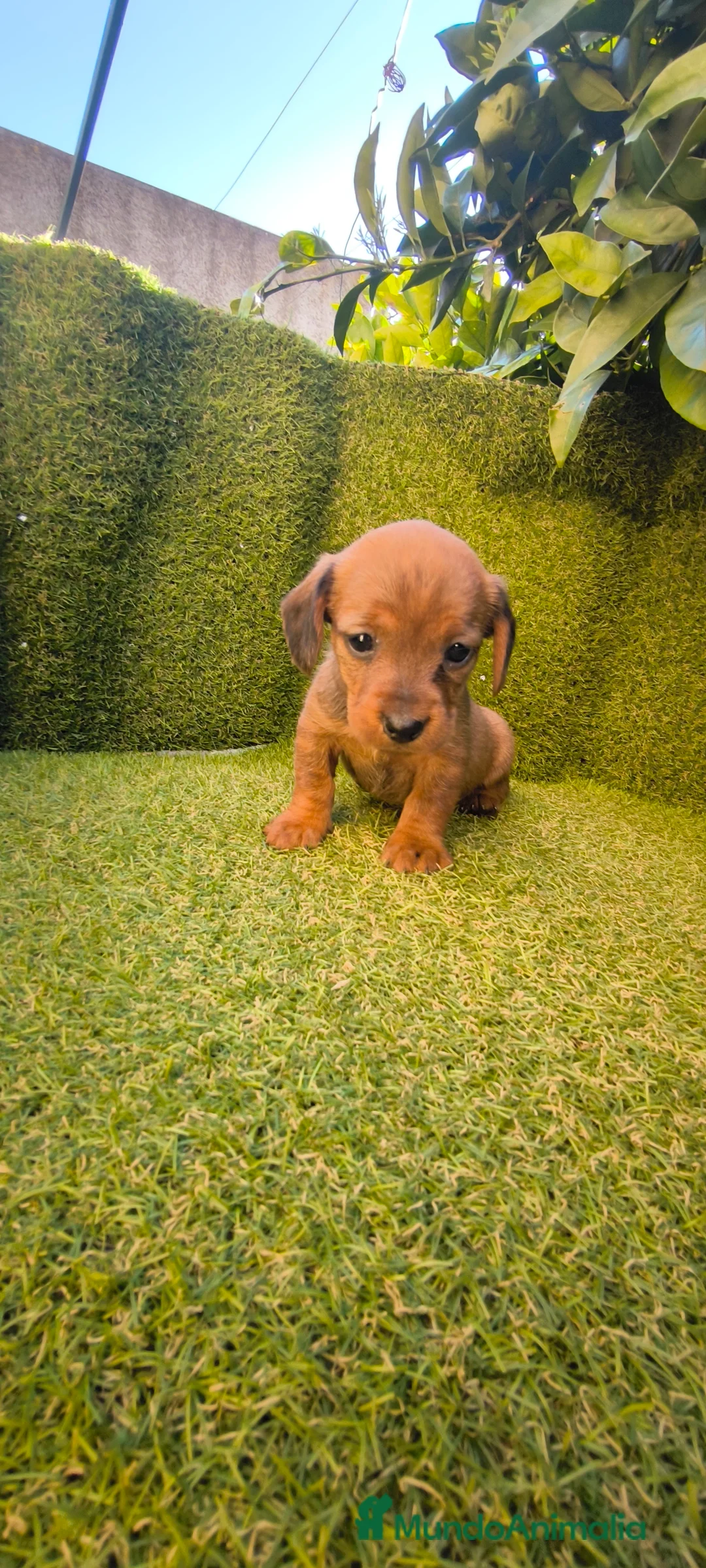 Teckel Miniatura perros en venta: camada teckel miniatura  - Anuncio 6