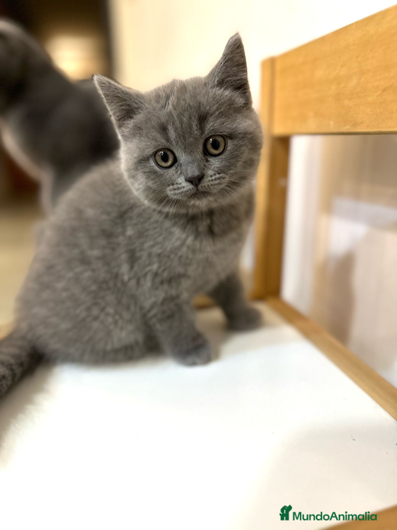 Británico de Pelo Corto gatos BRITISH gatitos preciosos 💖  - Anuncio 1