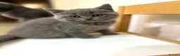 Británico de Pelo Corto gatos en venta: BRITISH gatitos preciosos 💖  - Anuncio 1