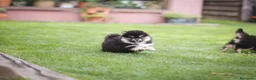 Pomsky perros en venta: Pomsky toy F3 - Anuncio 3