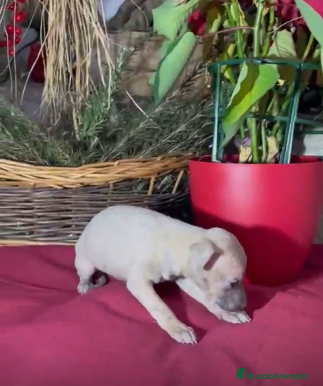 Whippet perros en venta: Whippet blue y Verdino  - Anuncio 10