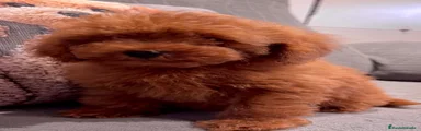 Caniche Toy 1