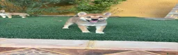 Shiba Inu perros en venta: SHIBA INU - Anuncio 4