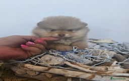 Pomerania perros en venta: CAMADA DE POMERANIA TOYS - Imagen 3