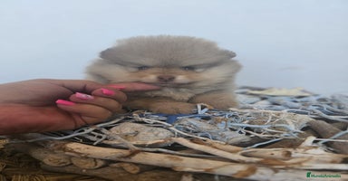 Pomerania perros - Propaganda 5