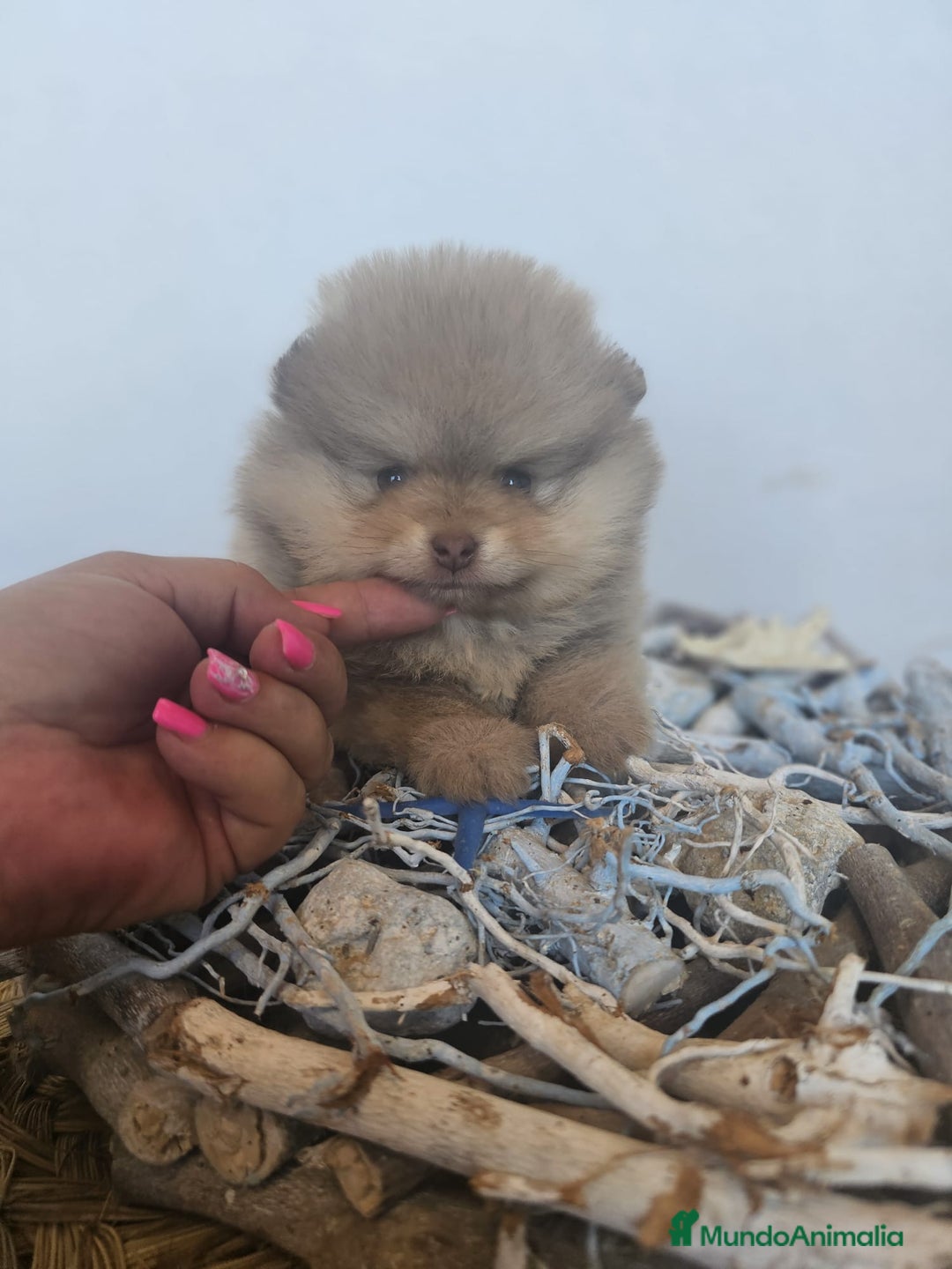 Pomerania perros en venta: CAMADA DE POMERANIA TOYS - Imagen 3