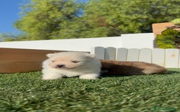 Pomerania perros en venta: POMERANIAS HEMBRAS - Imagen 10