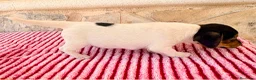 Jack Russell Terrier perros en venta: Jack Russell terrier  - Anuncio 3