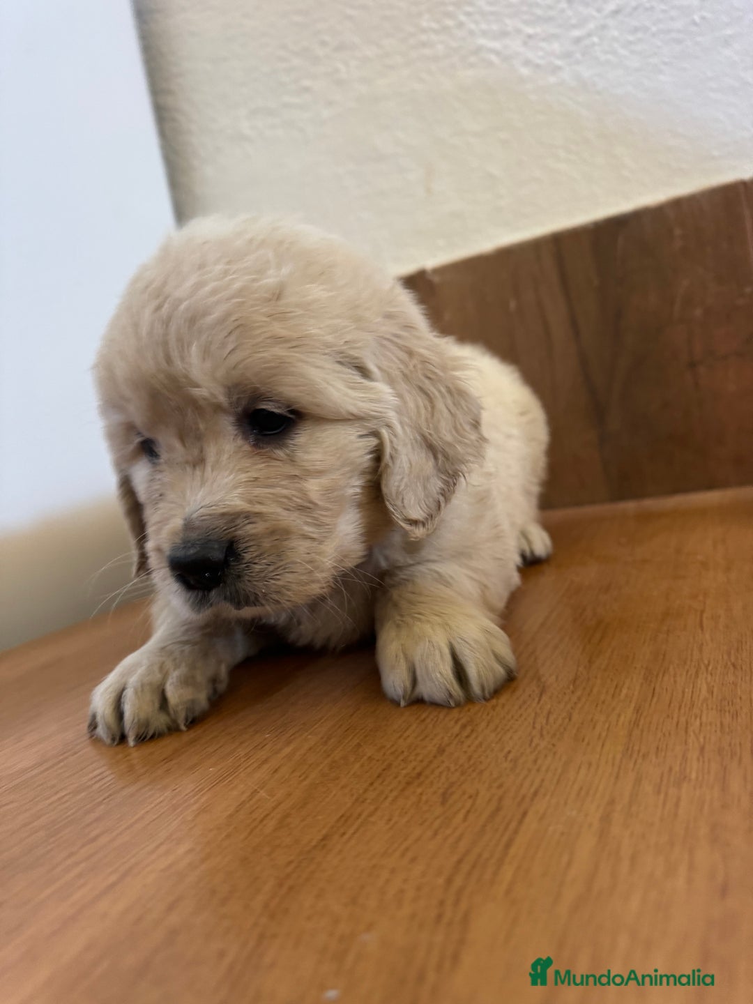 Golden Retriever perros en venta: golden retriever  - Anuncio 5