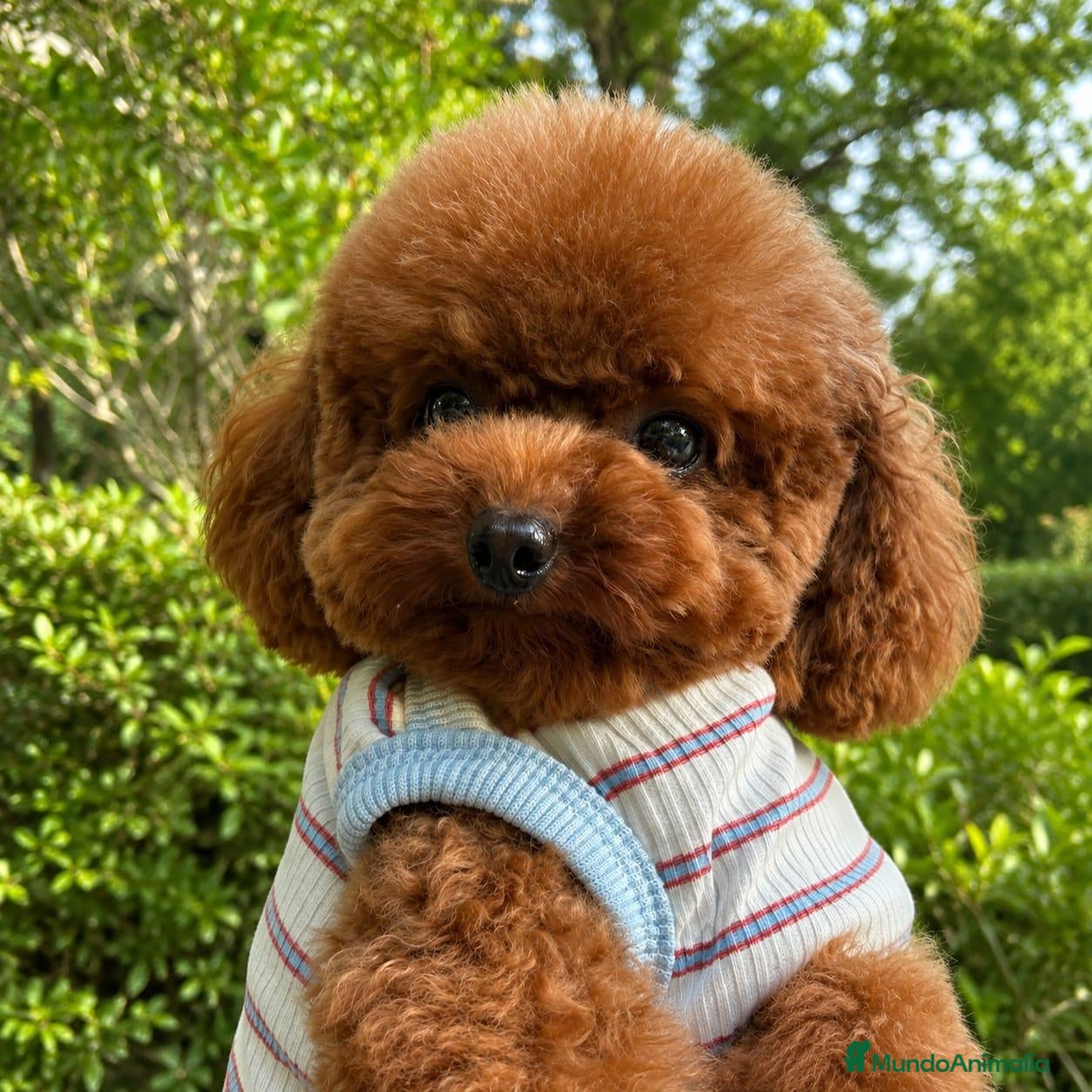 Caniche Toy perros Caniches toy con pedigree - Anuncio 2