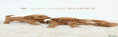 Caniche Toy 1