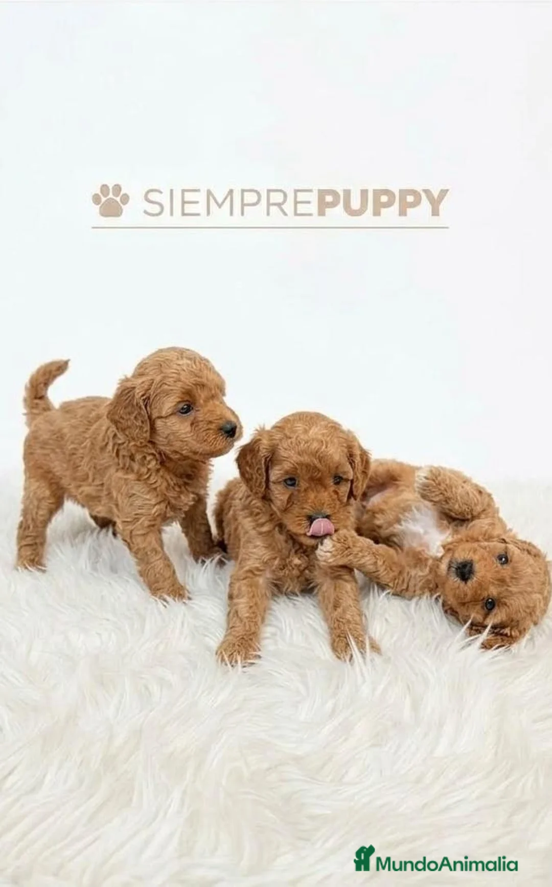 Caniche Toy perros en venta: CANICHE TOY - Anuncio 1