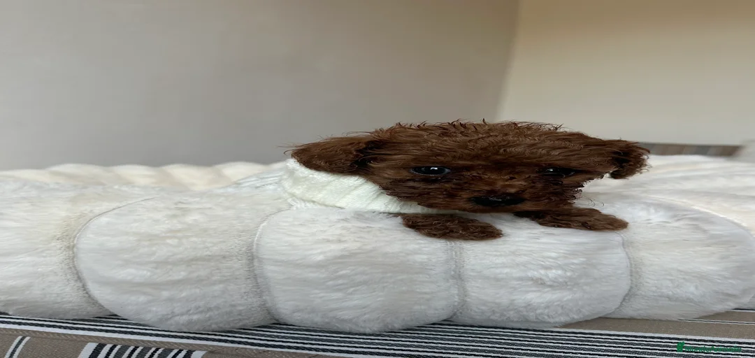 Imagen de galería {{count}}