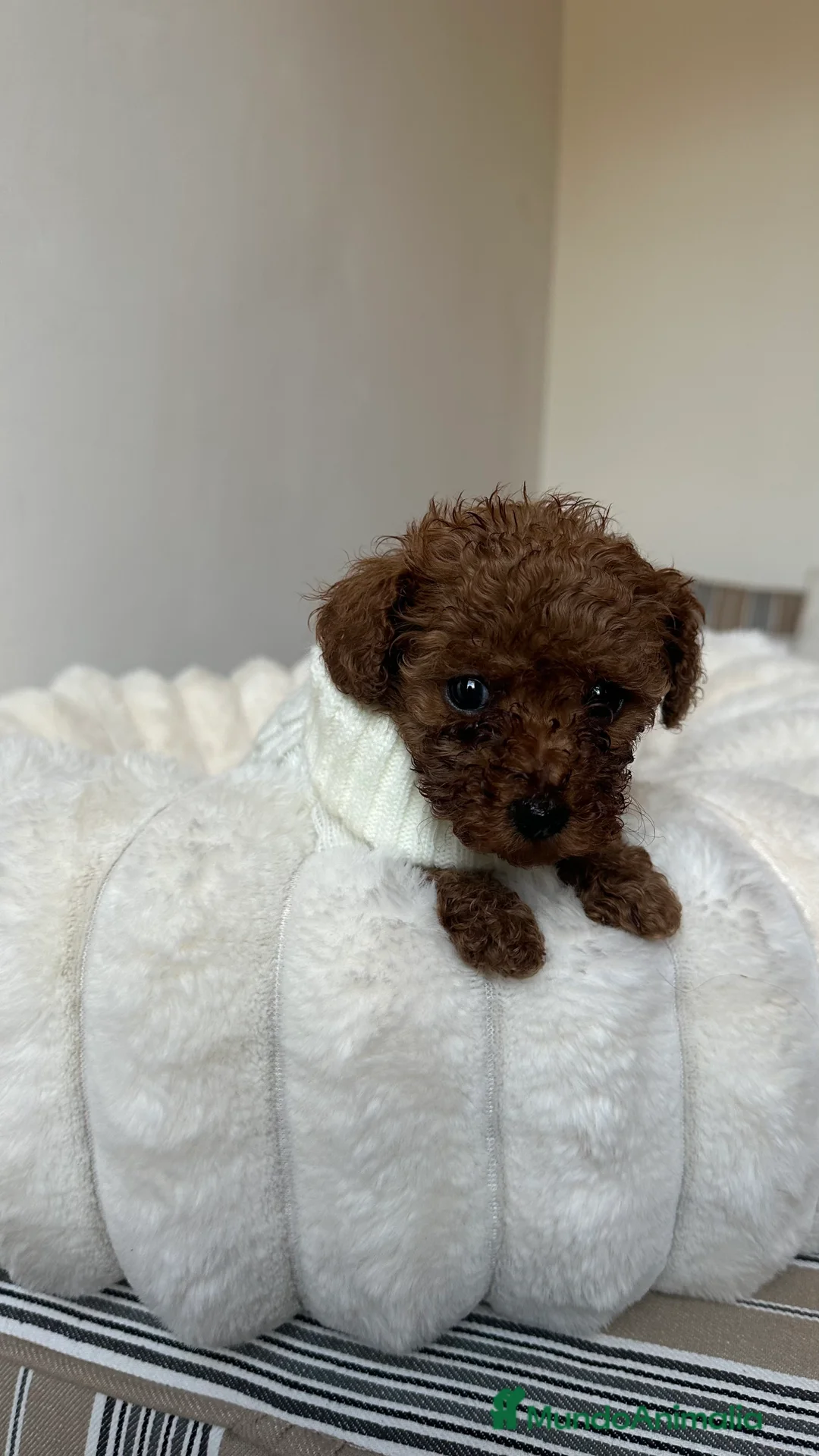 Imagen de galería {{count}}