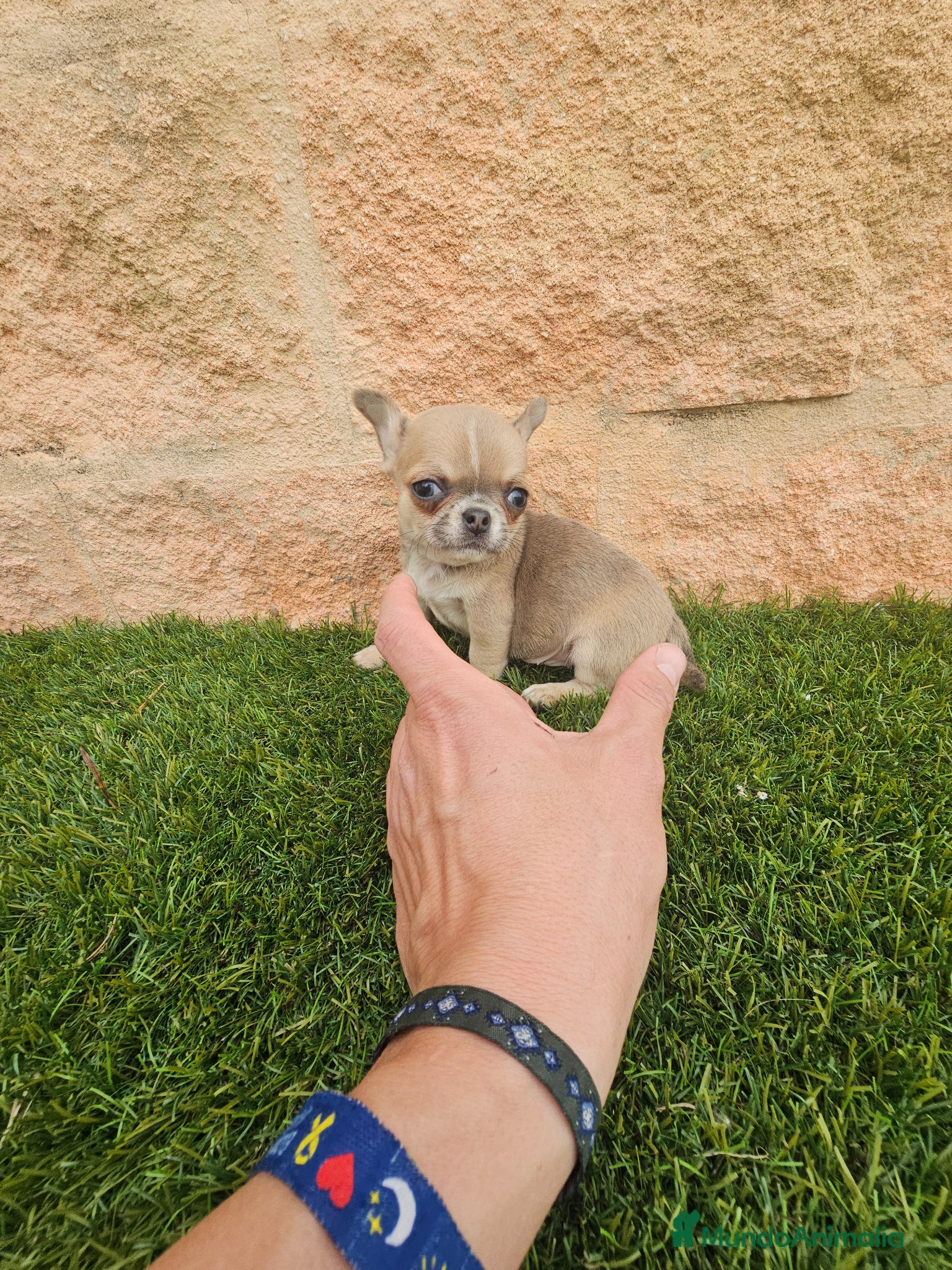 Chihuahua perros CHIHUAHUA MINI HEMBRA - Anuncio 1