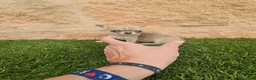 Chihuahua perros en venta: CHIHUAHUA MINI HEMBRA - Anuncio 1