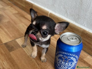 Chihuahua perros CHIHUAHUAS TOYS GRAN CALIDAD en Murcia - Anuncio 4