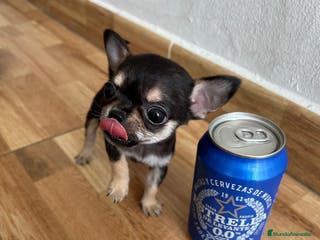 Chihuahua perros CHIHUAHUAS TOYS GRAN CALIDAD en Murcia - Anuncio 18