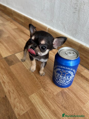 Chihuahua perros CHIHUAHUAS TOYS GRAN CALIDAD en Murcia - Anuncio 1