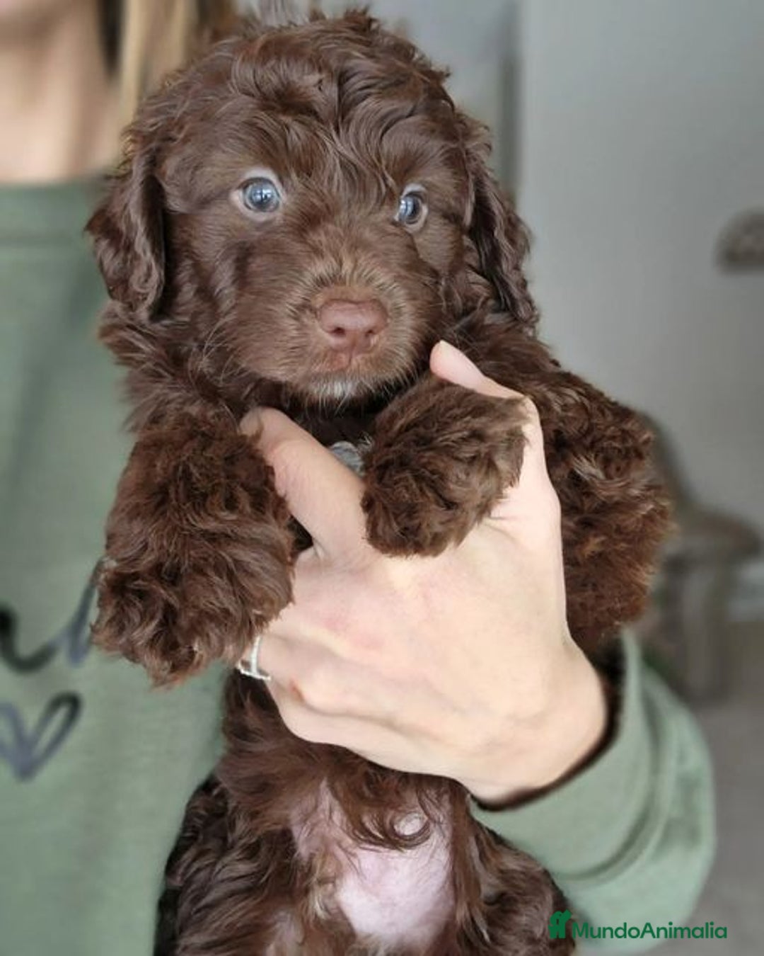 Perro de Agua Español perros en venta: PERRO DE AGUA - Imagen 1