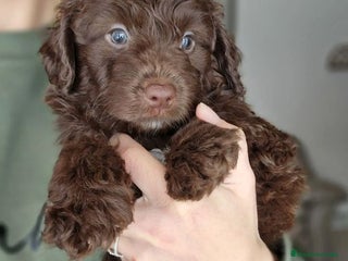 Perro de Agua Español perros - Anuncio 6