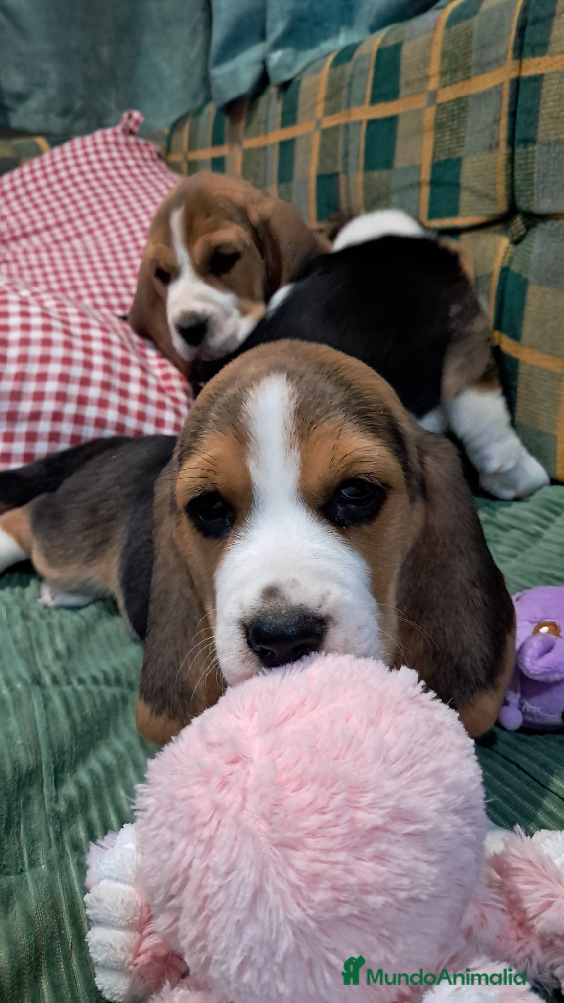 Beagle perros Bebés Beagles  - Anuncio 2