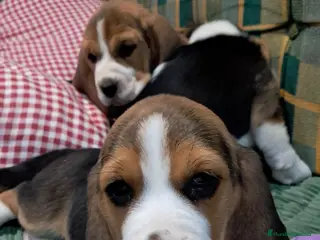 Beagle perros Bebés Beagles - Anuncio 2