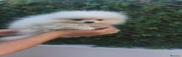 Pomerania perros en venta: Pomerania TOY Blanco macho disponible  - Anuncio 2