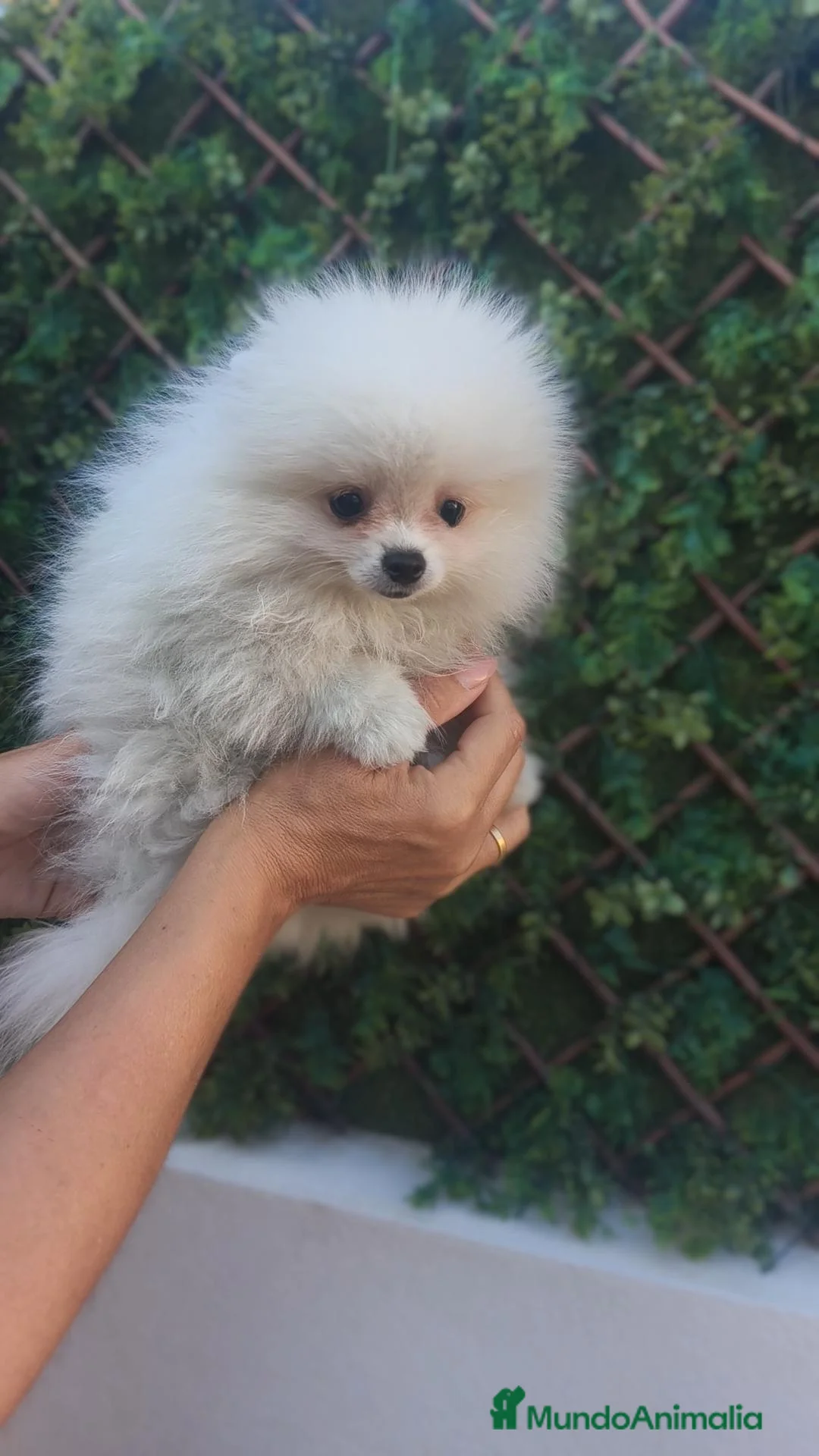 Pomerania perros en venta: Pomerania TOY Blanco macho disponible  - Anuncio 2