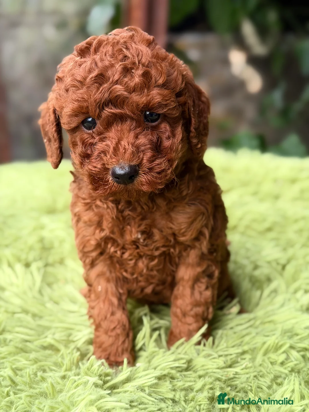 Raza Mixta perros en venta: Caniche rojo pimentón  - Anuncio 5