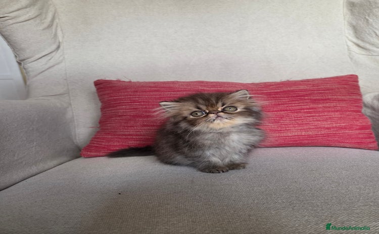Exótico de Pelo Largo gatos - Propaganda 1