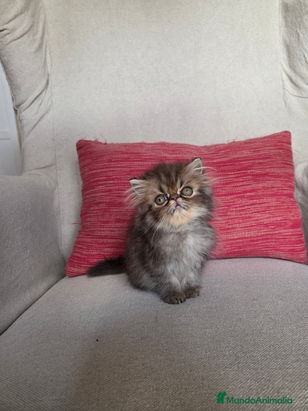 Exótico de Pelo Largo gatos en venta: Gatita Persa - Imagen 1
