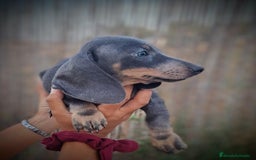 Teckel Miniatura perros en venta: Teckel precio real último macho  - Imagen 1