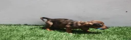 Teckel Miniatura perros en venta: Teckel Miniatura  - Anuncio 6