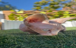 Sphynx gatos en venta: GATITAS SPHYNX - Anuncio 5