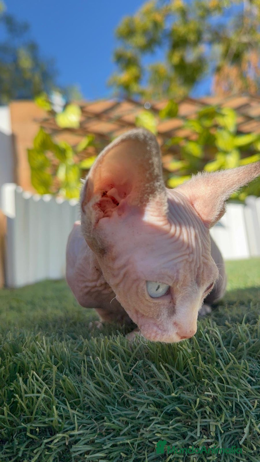 Sphynx gatos en venta: GATITAS SPHYNX - Anuncio 5