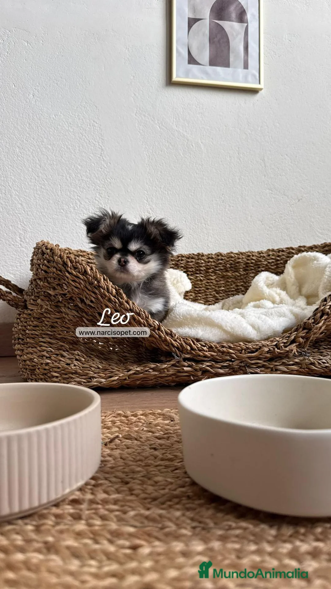 Chihuahua perros en venta: CHIHUAHUA PELO LARGO MACHO - Anuncio 4