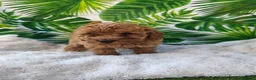 Caniche Toy perros en venta: Espectacular caniche toy en Barcelona - Anuncio 12