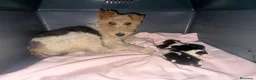 Fox Terrier de Pelo Duro perros en venta: Foxterrier camada - Anuncio 2