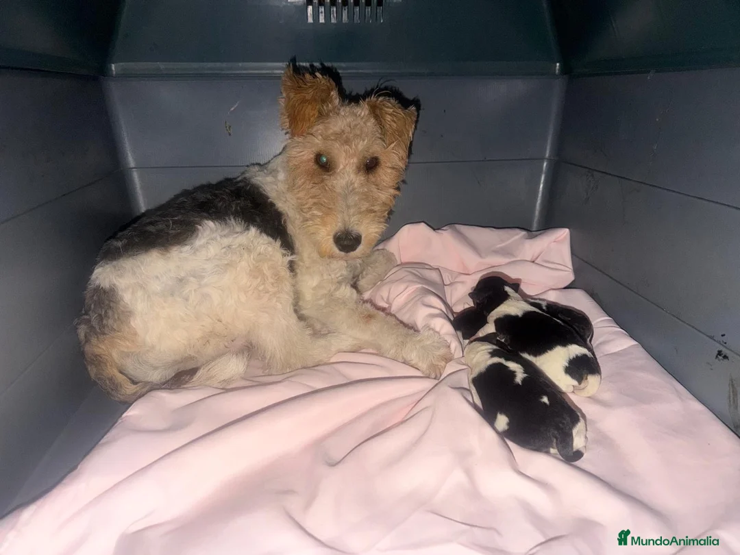 Fox Terrier de Pelo Duro perros en venta: Foxterrier camada - Anuncio 2