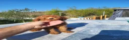 Caniche Enano perros en venta: CANICHE ENANO - Anuncio 1