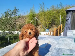 Caniche Enano perros CANICHE ENANO - Anuncio 1