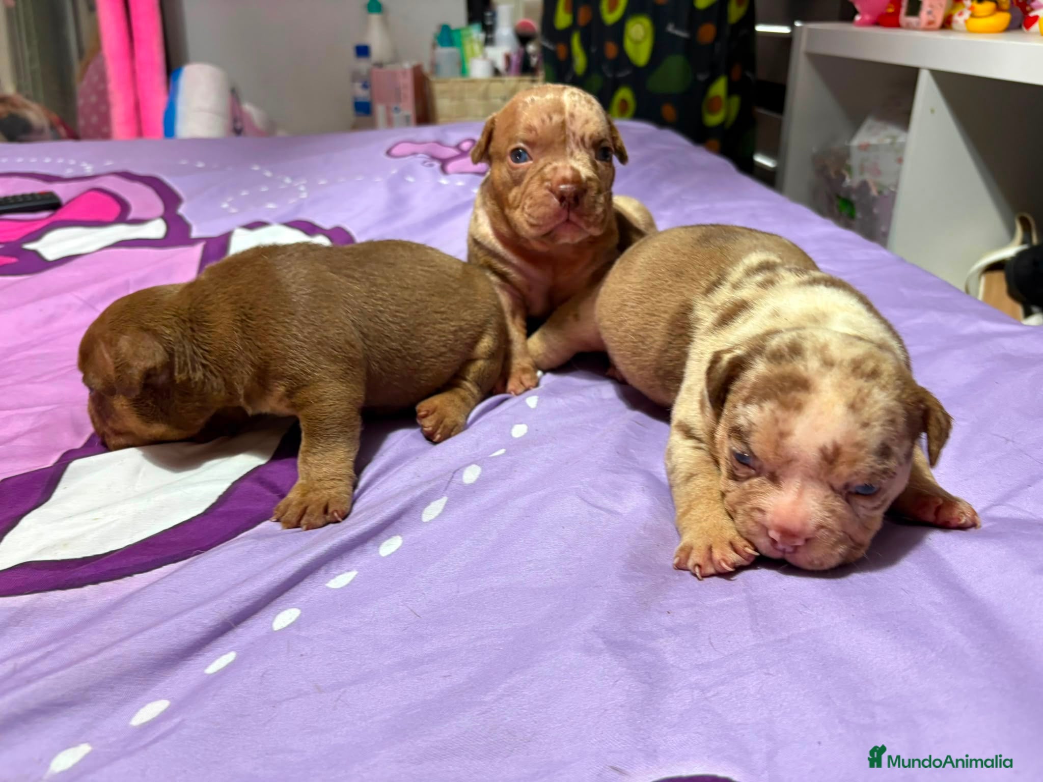 American Bully perros American Bully pocket  - Anuncio 3