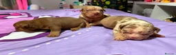 American Bully perros en venta: American Bully pocket  - Anuncio 1